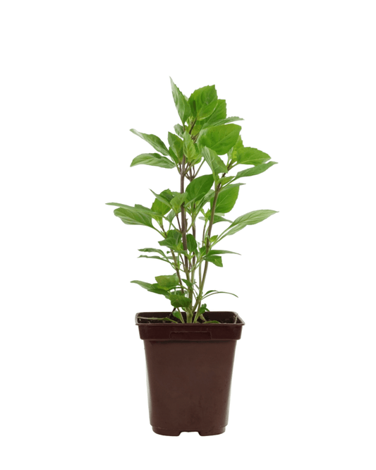 Basil 'Greek Columnar' 4 Inch - The Garden Corner