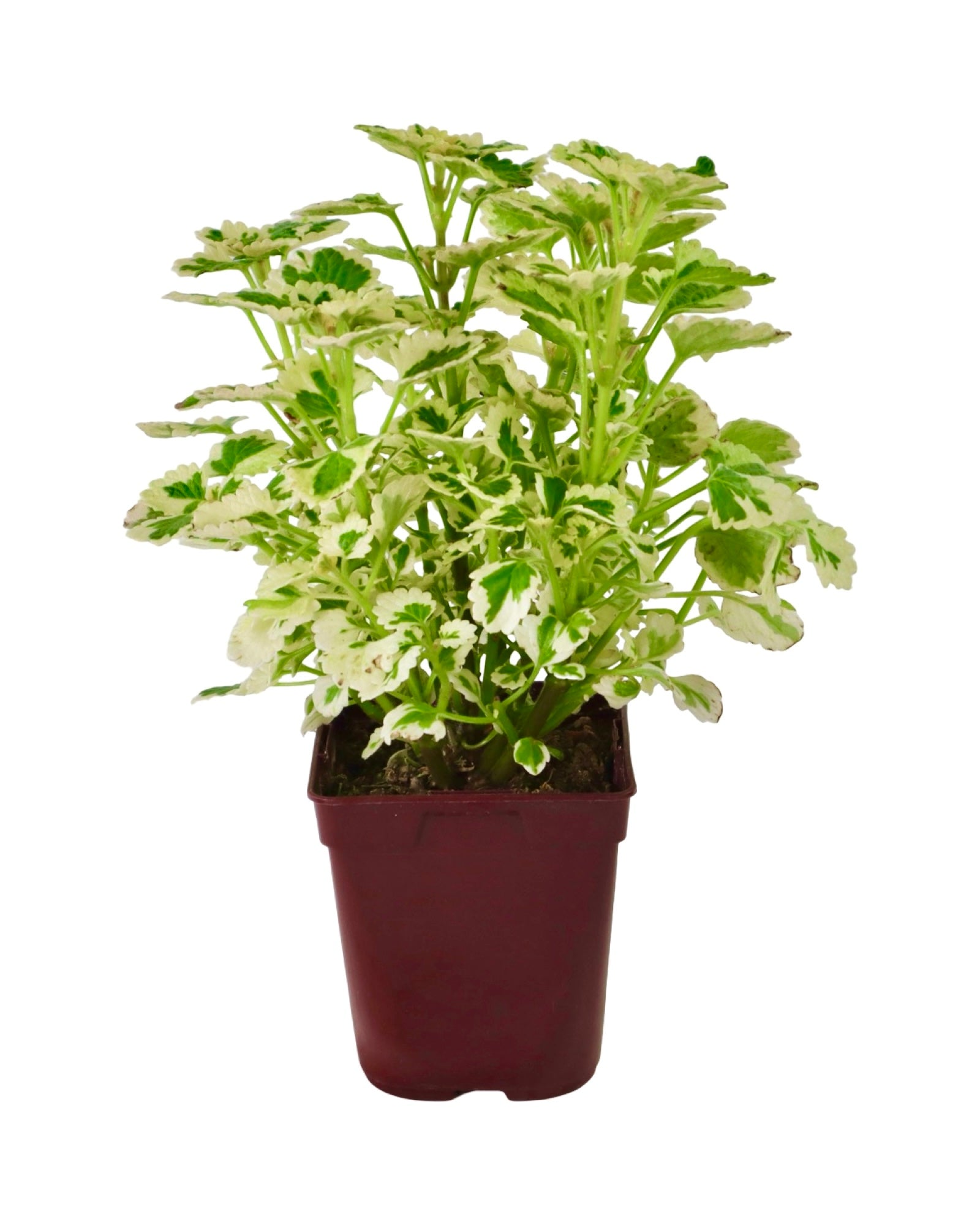 Plectranthus NOVA® ‘Brilliant’ - Annuals