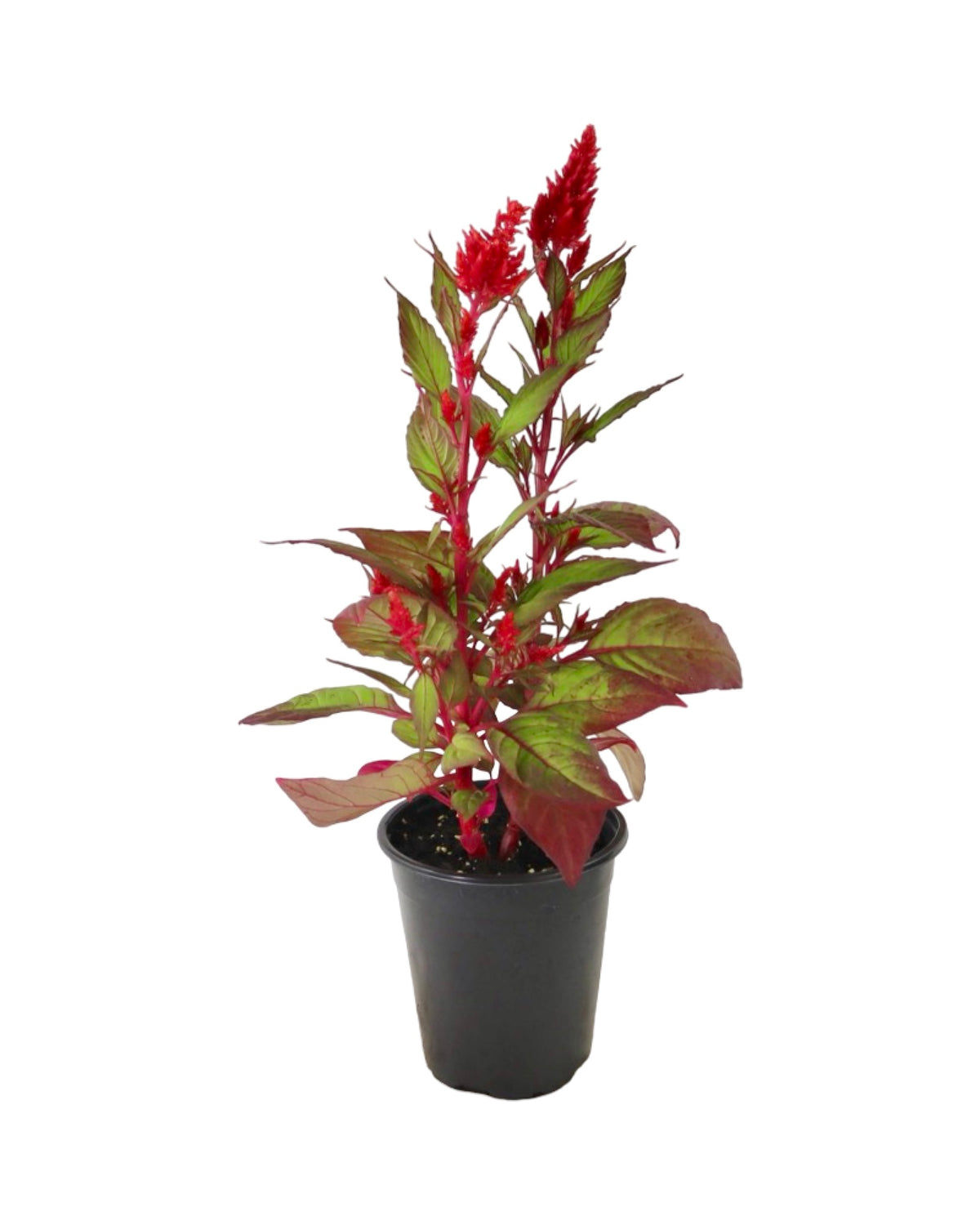 Celosia plumosa Bright Sparks™ Burgundy - Annuals