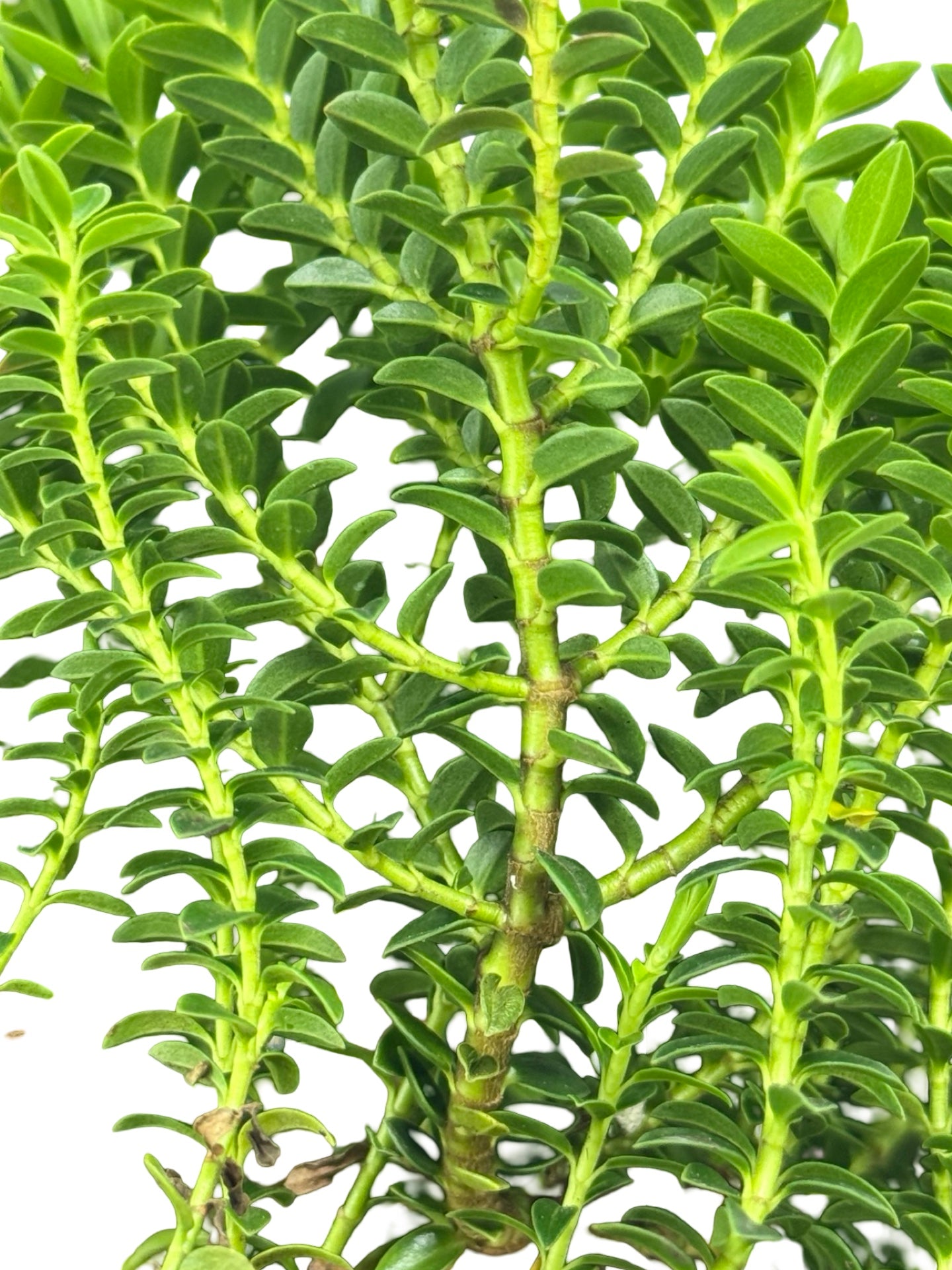 Hebe 'Imposter' - Shrubs
