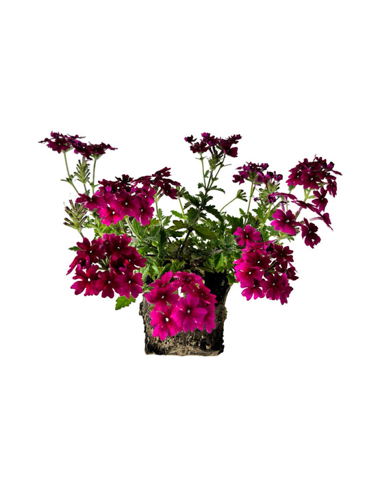 Verbena 'Lanai Magenta' - Annuals