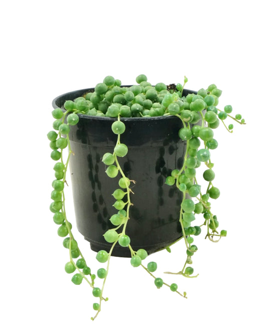 Senecio rowleyanus 'String of Pearls'