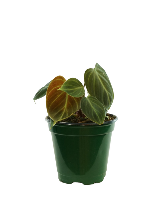 Philodendron El Choco Red