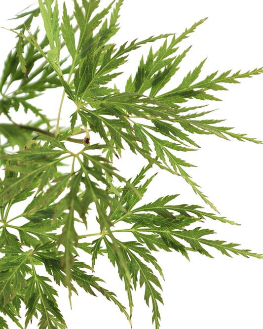 Acer palmatum 'Seiryu' - Trees