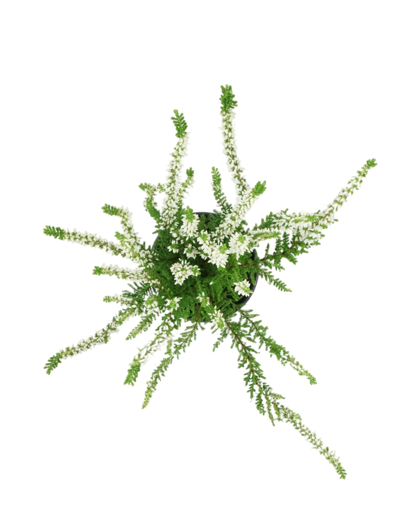 Calluna vulgaris 'Venus'
