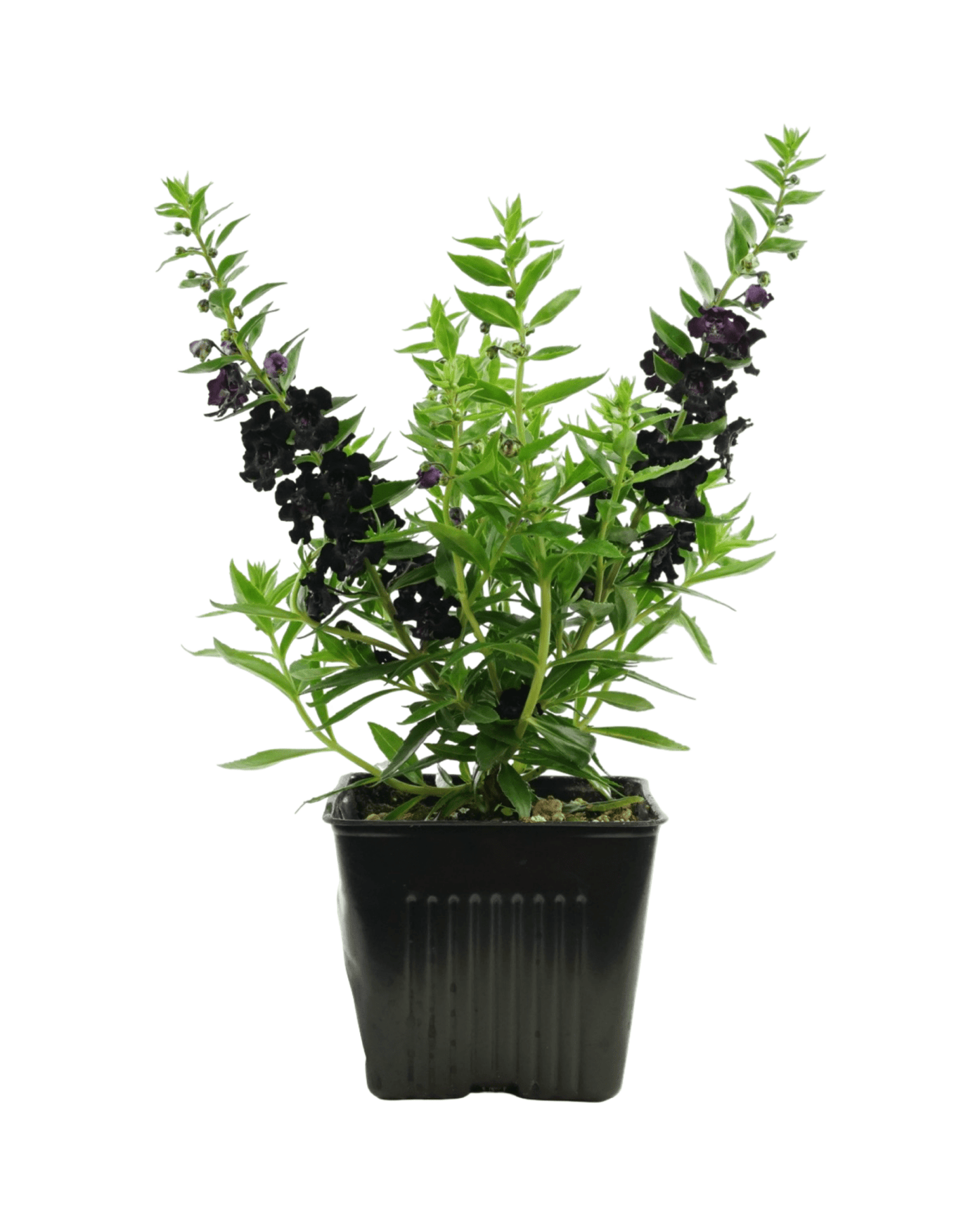 Angelonia 'AngelFlare' - The Garden Corner