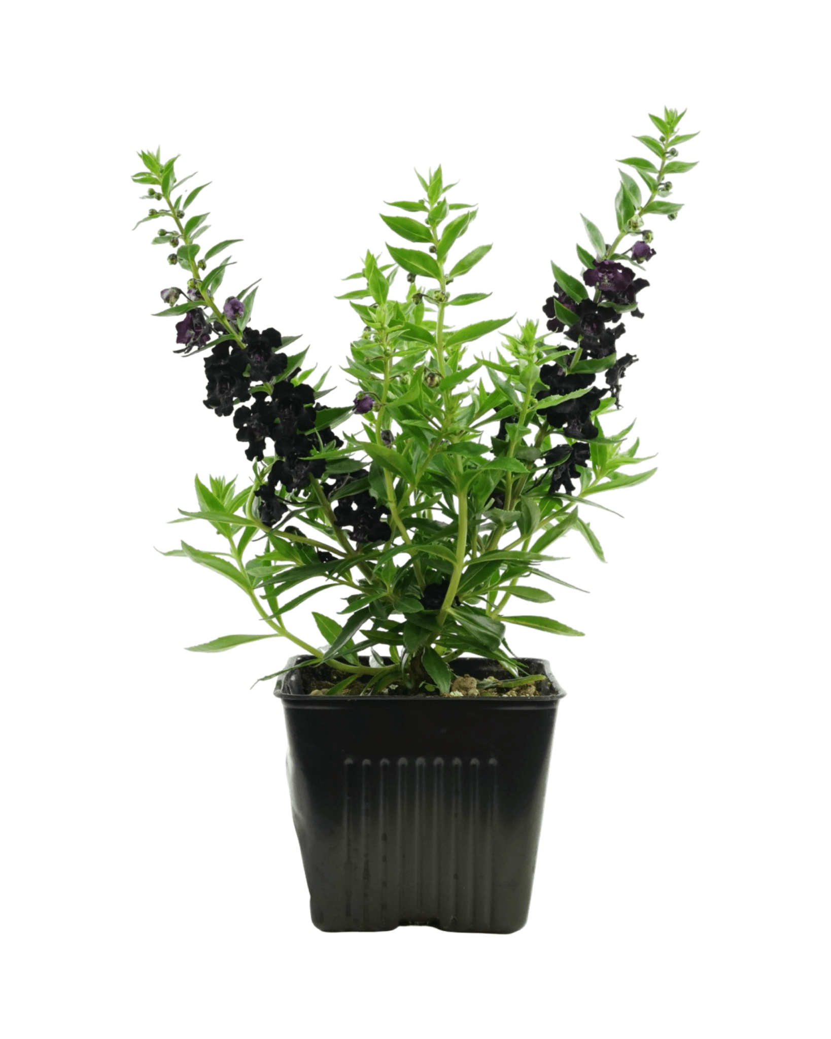Angelonia 'AngelFlare' - The Garden Corner