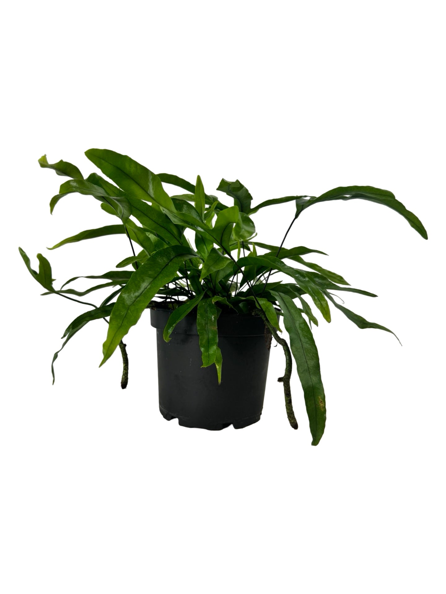 Microsorum diversifolium - House Plants