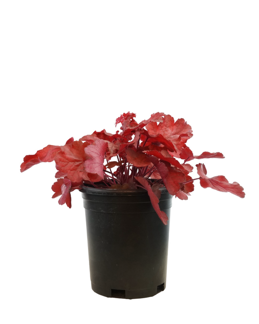 Heuchera 'Fire Chief'