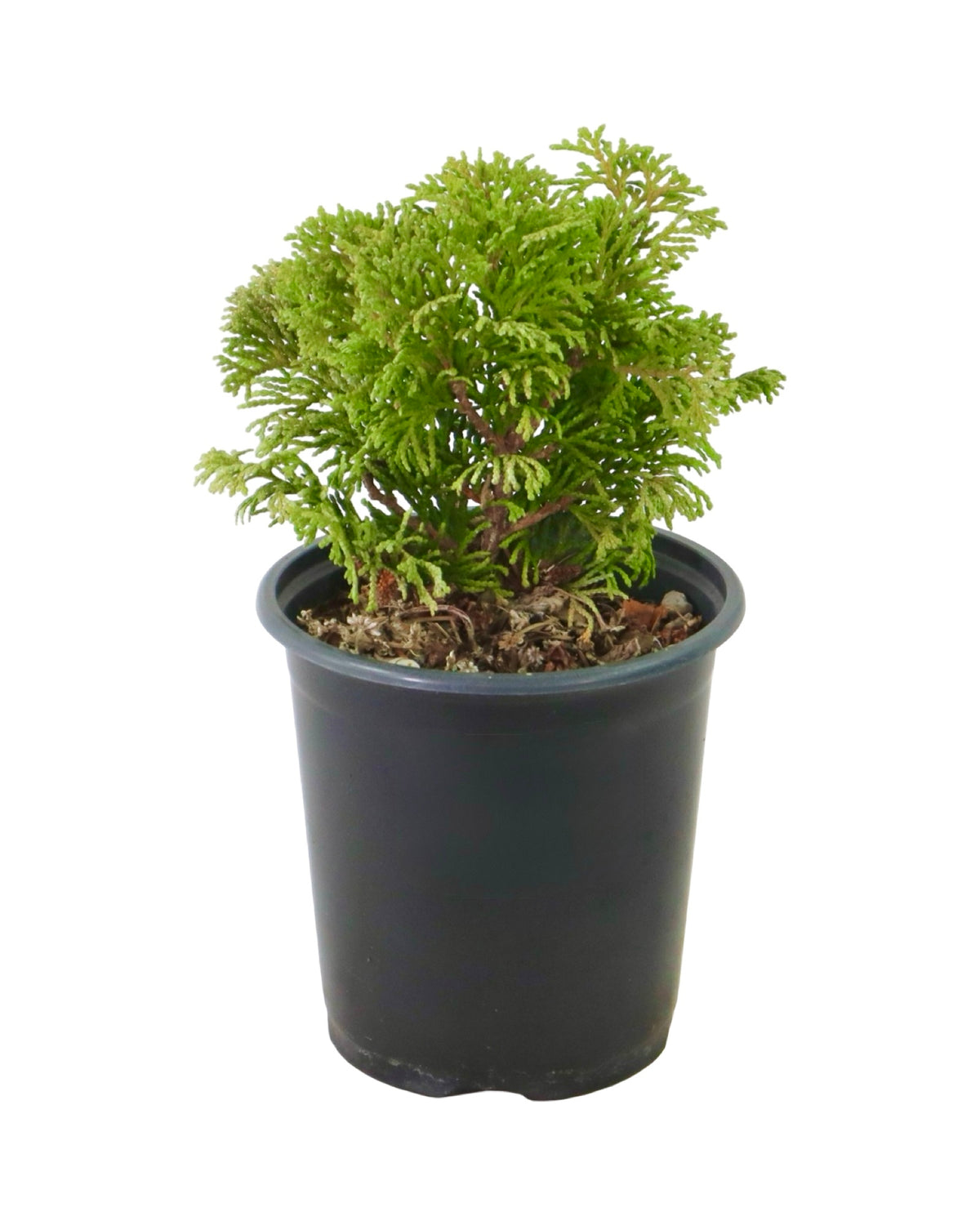 Chamaecyparis obtusa 'Kosteri' - Shrubs
