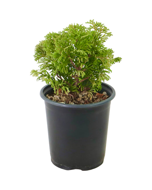 Chamaecyparis obtusa 'Kosteri' - Shrubs