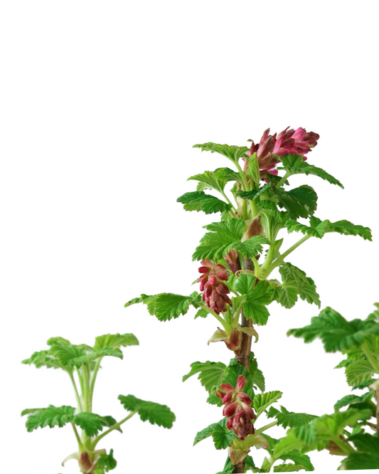Ribes sanguineum 'King Edward VII'
