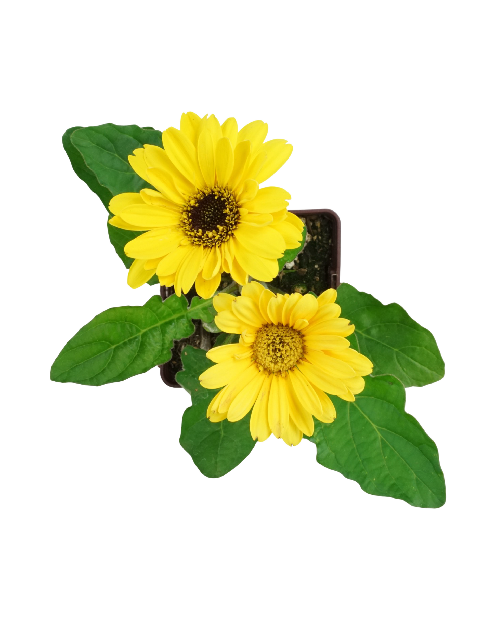 Gerbera garvinea 'Sweet Vibe' - Perennials