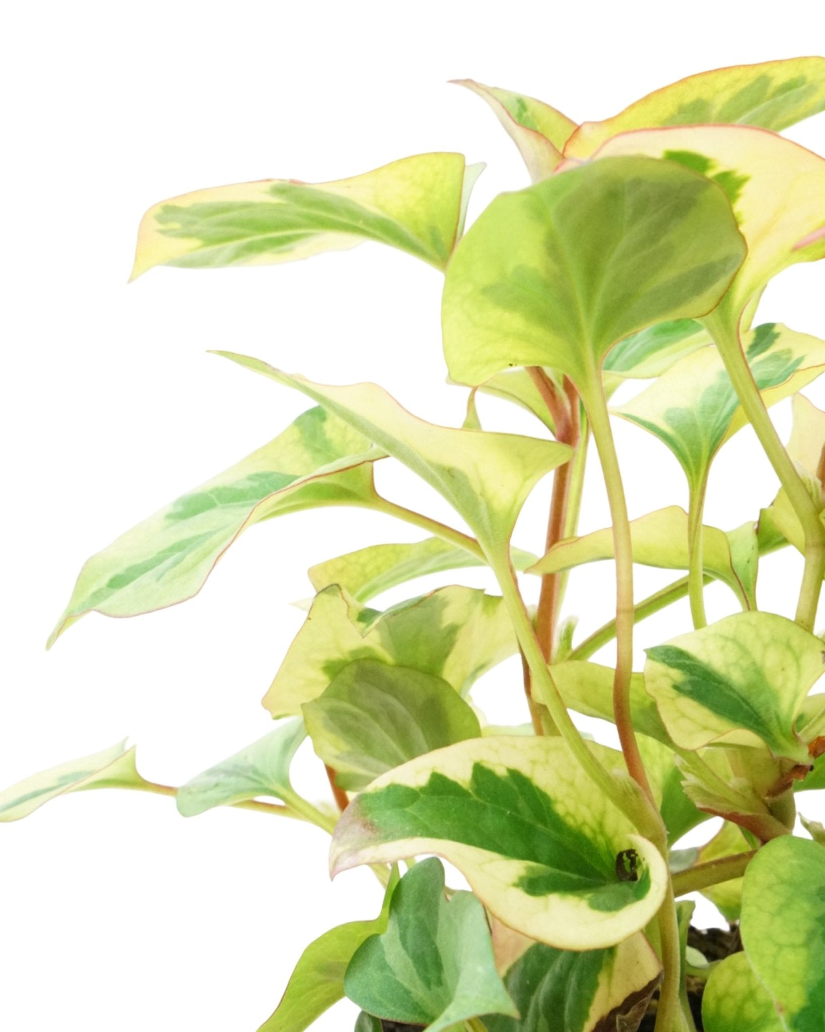 Houttuynia 'Chameleon' - The Garden Corner