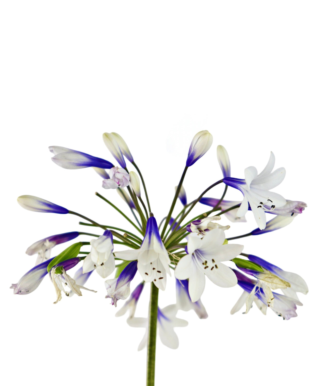 Agapanthus 'Twister' - Perennials