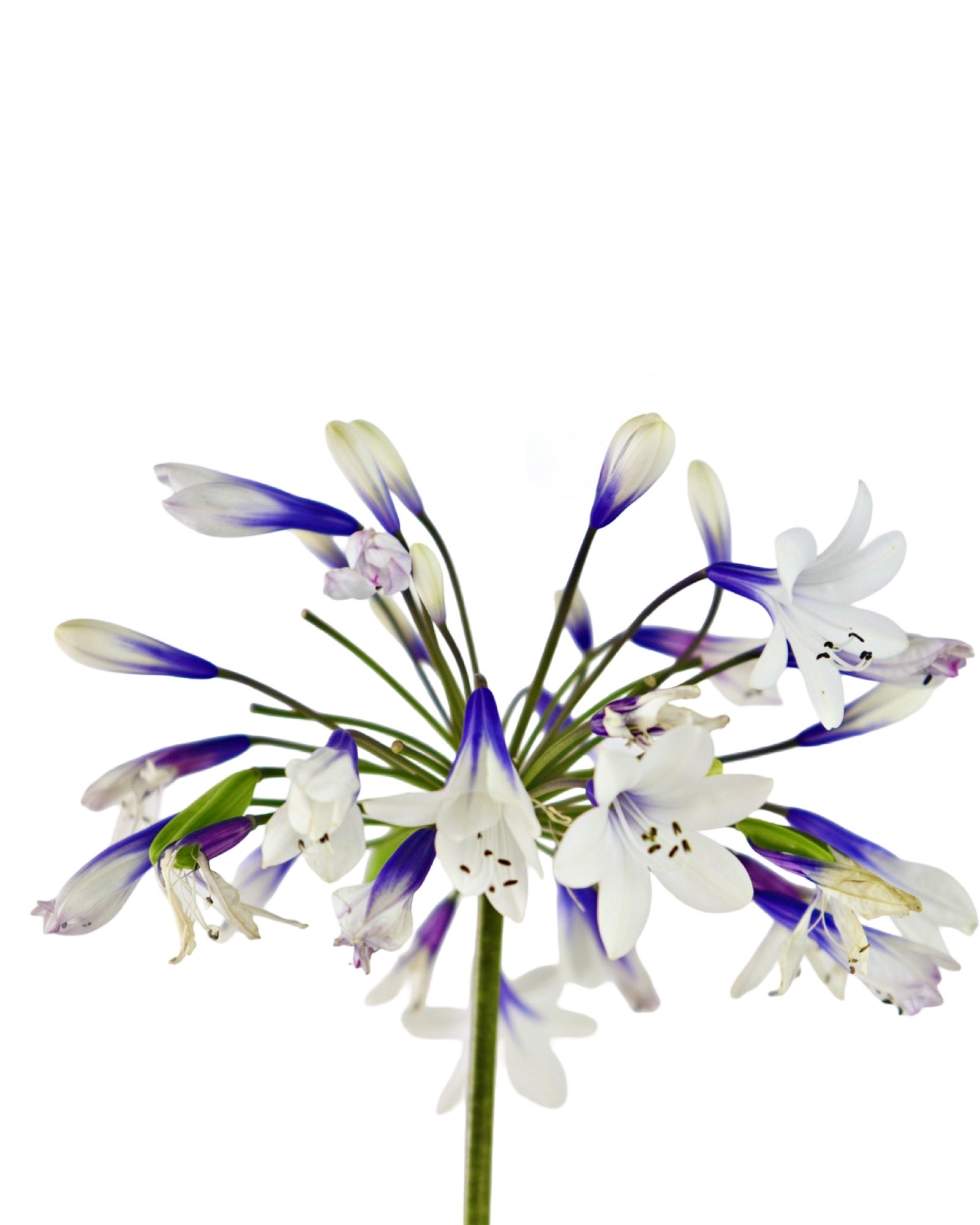 Agapanthus 'Twister' - Perennials