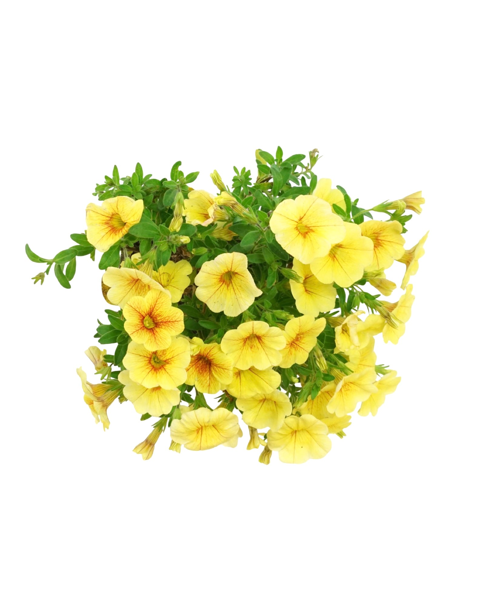 Calibrachoa 'Aloha Kona Honeycomb' - The Garden Corner