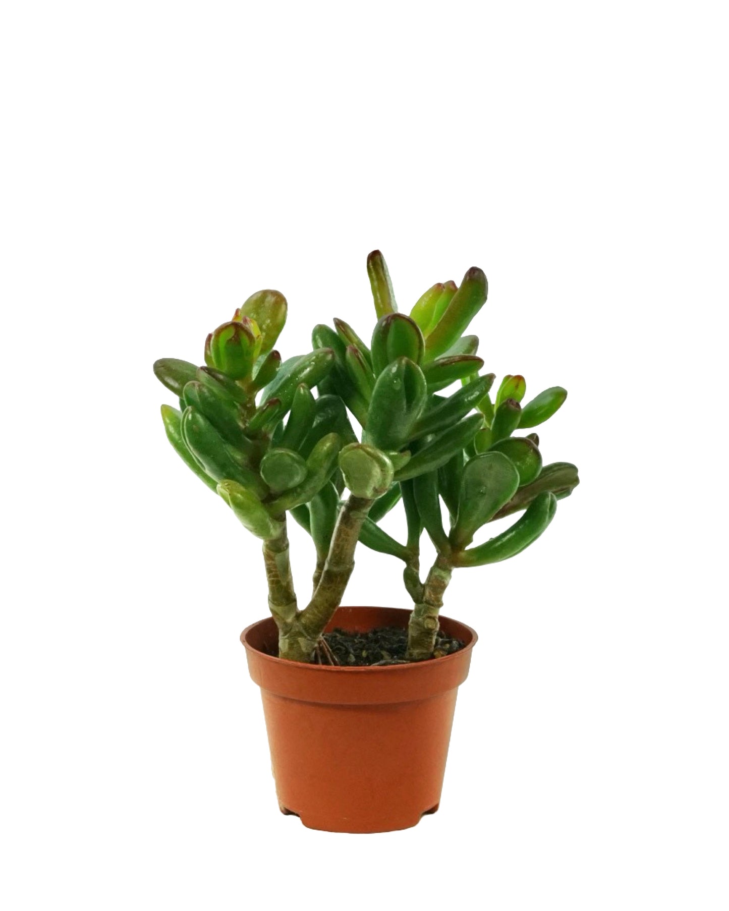 Crassula ovata