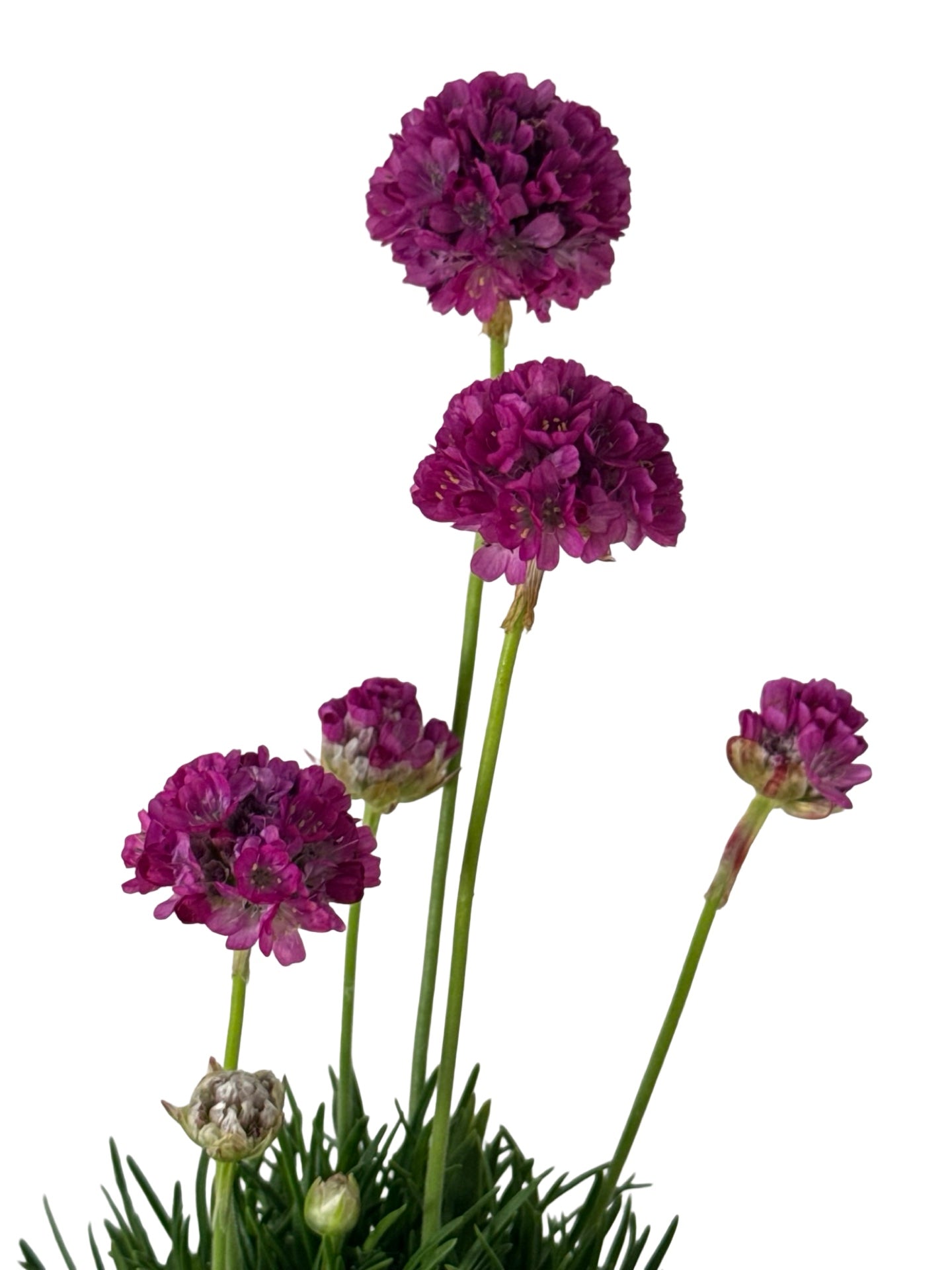 Armeria maritima 'Splendens' - Perennials