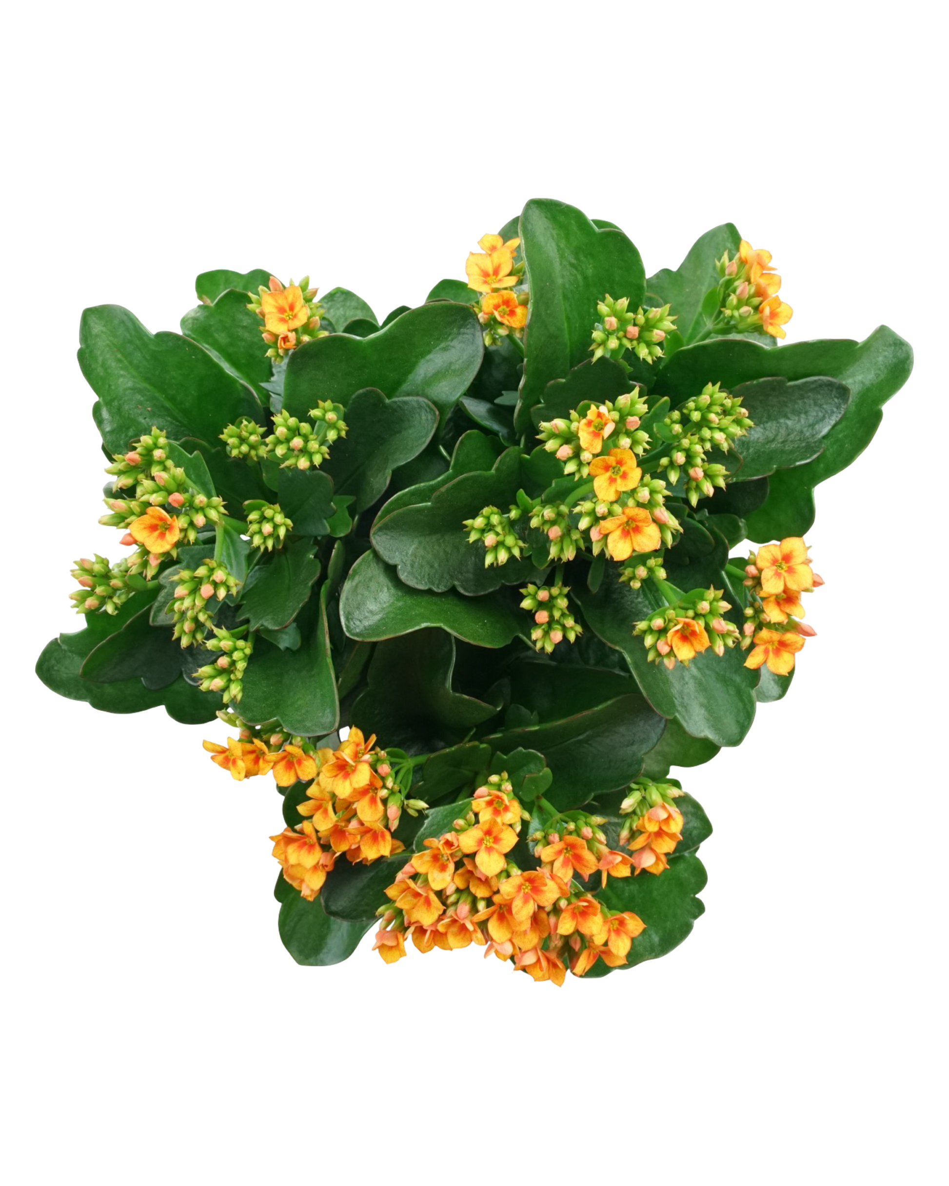 Kalanchoe Calandiva, Assorted - House Plants