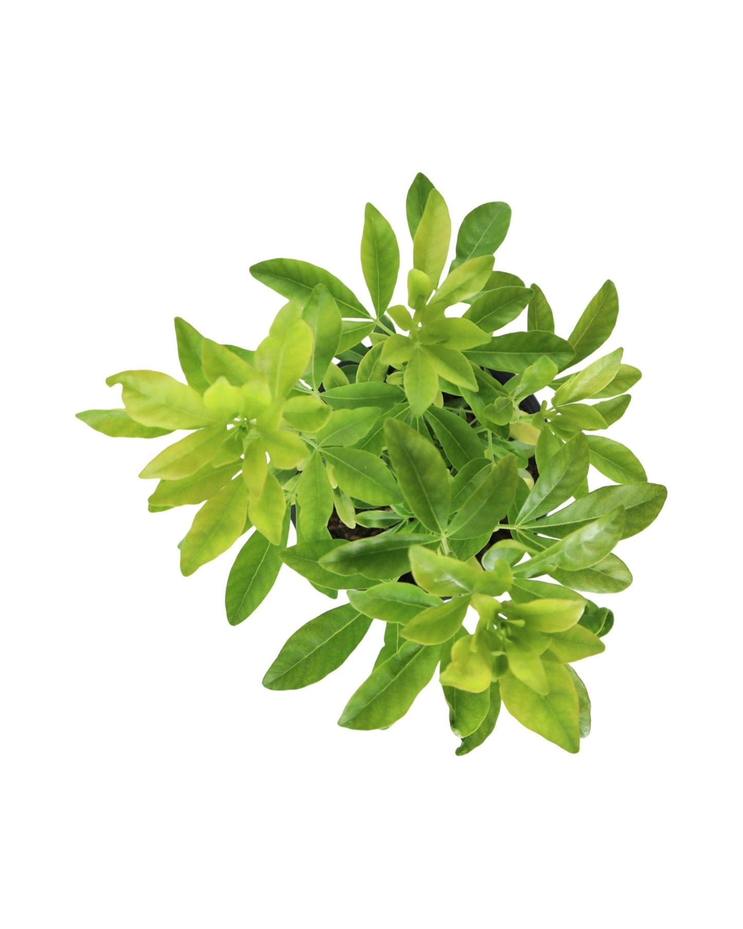 Choisya ternata 'Sundance' - Shrubs