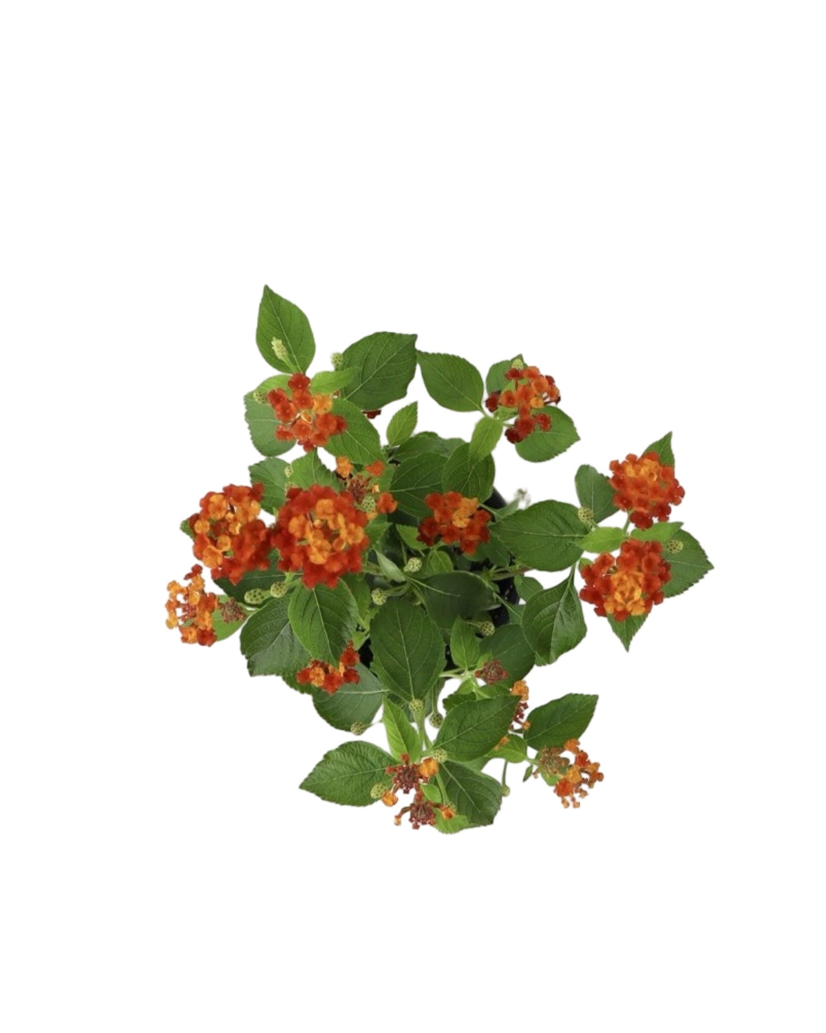 Lantana Bandolista™ 'Red Chili' - Annuals