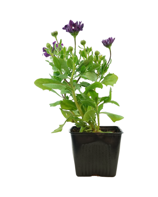 Osteospermum 'Zion Blue Denim'