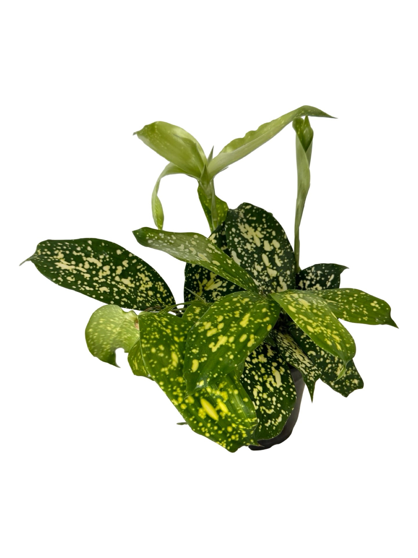 Dracaena surculosa 'Gold Dust' - House Plants