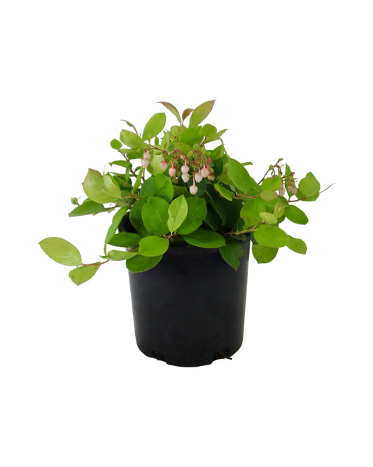 Gaultheria shallon 'Cascade Sunrise' - Shrubs
