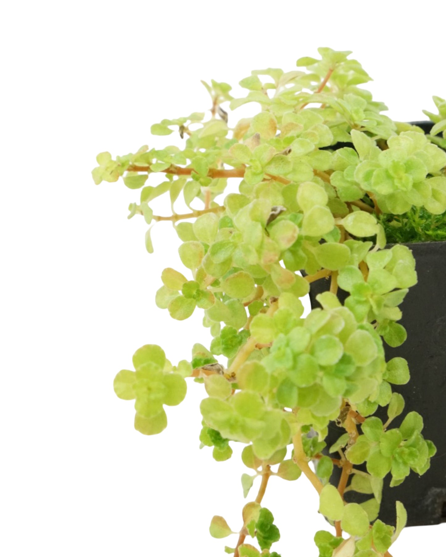 Pilea microphylla - House Plants