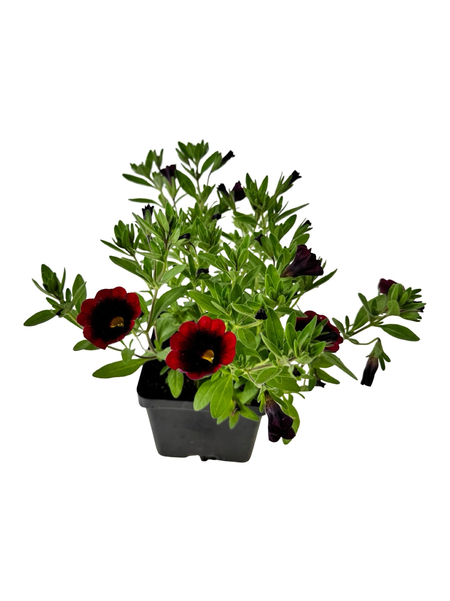 Calibrachoa Cha-Cha™ 'Red Kiss' - Annuals