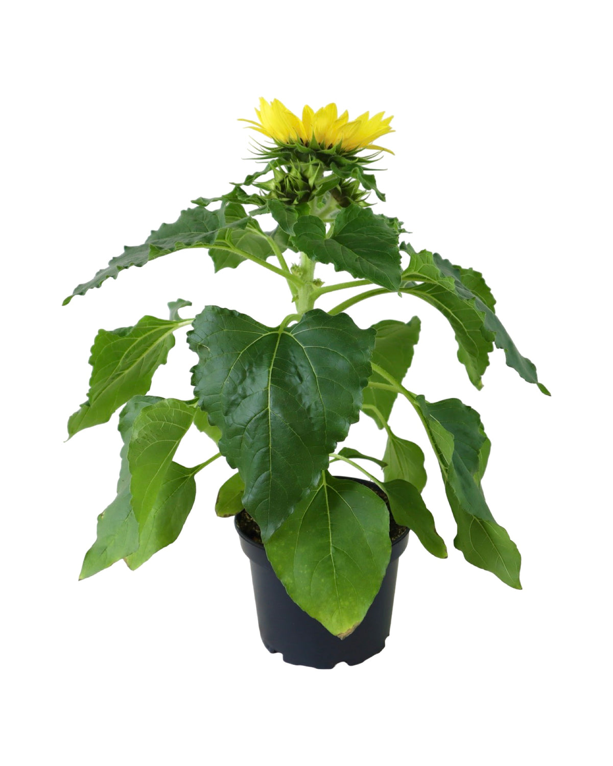 Sunflower Unknown Variety - Annuals