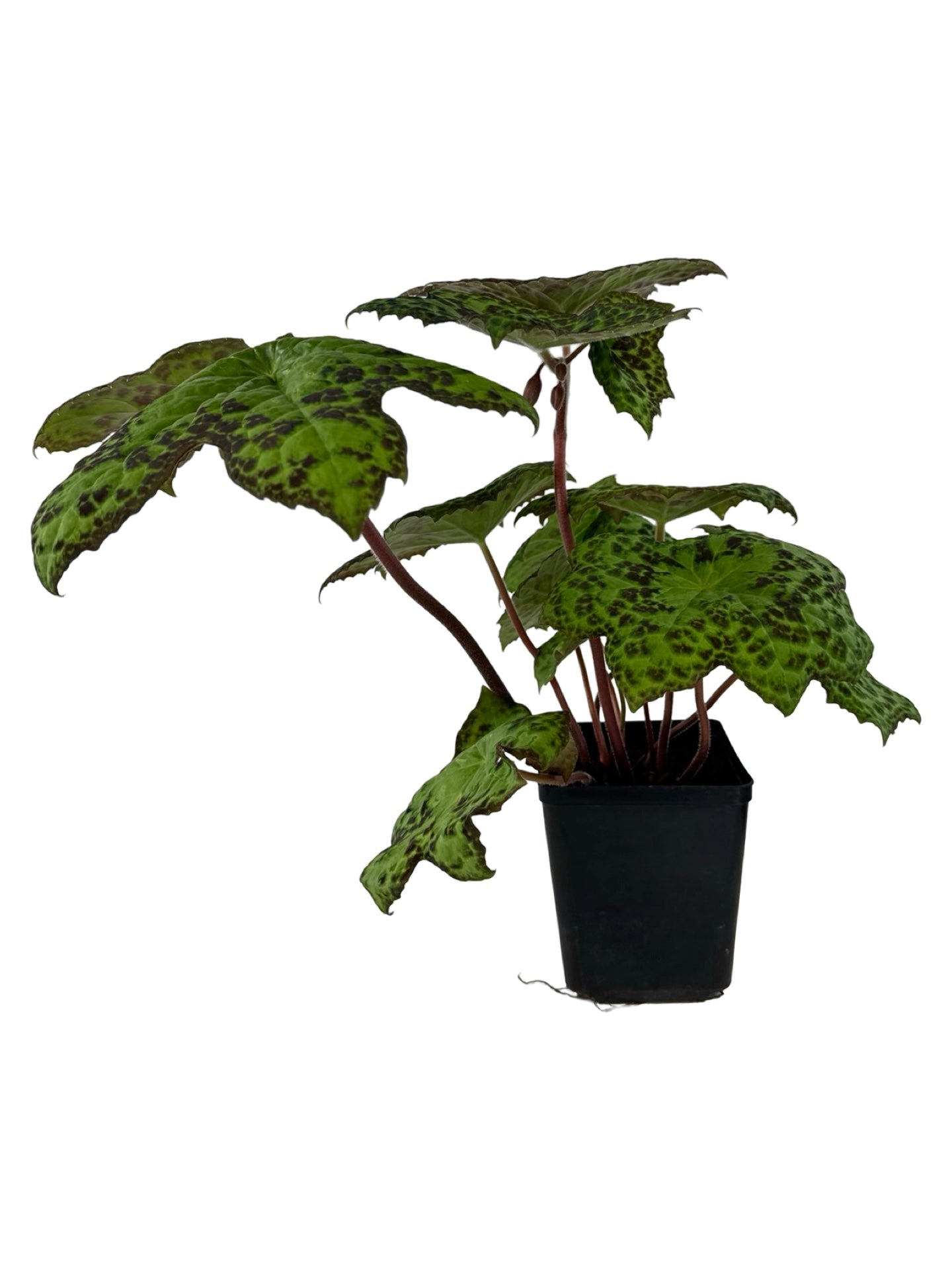 Podophyllum peltatum 'Spotty Dotty' - Perennials