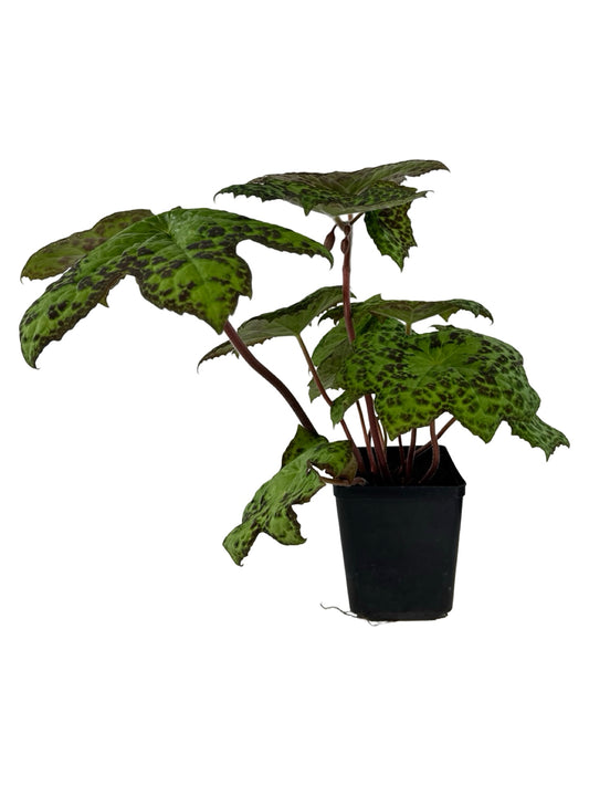 Podophyllum peltatum 'Spotty Dotty' - Perennials