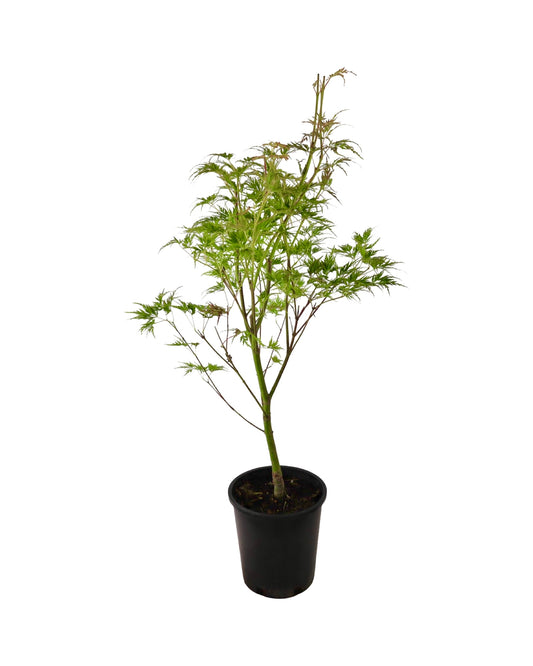 Acer palmatum 'Seiryu' - Trees
