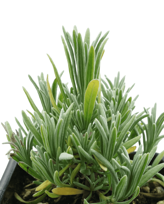 Lavandula 'Edelweiss' - The Garden Corner