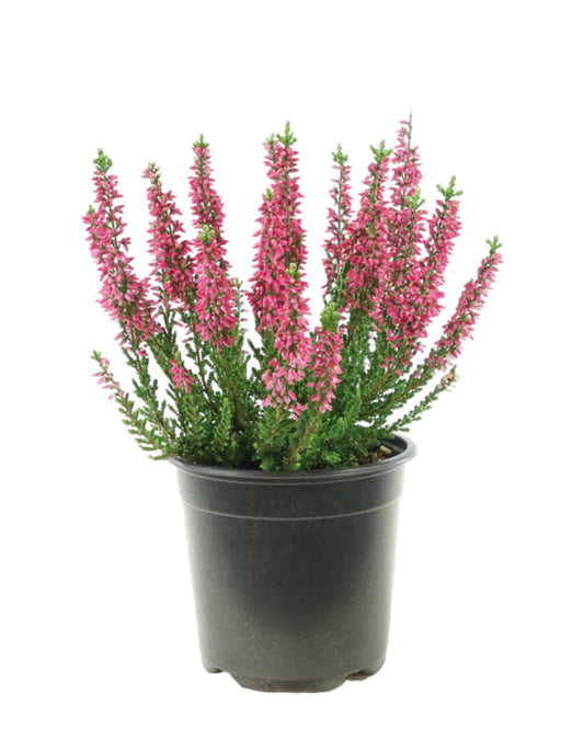 Calluna vulgaris 'Sissi'