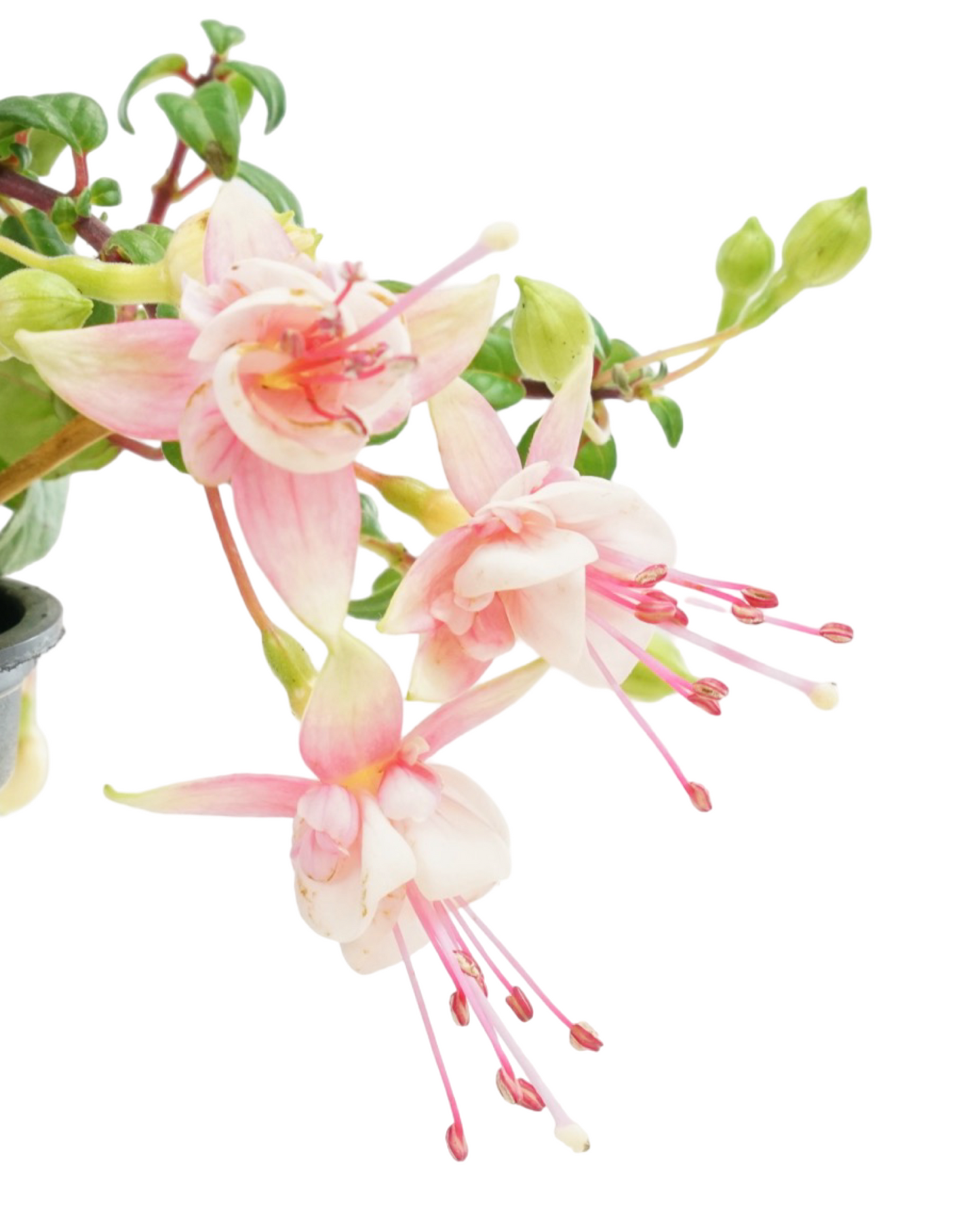 Fuchsia 'Southgate'