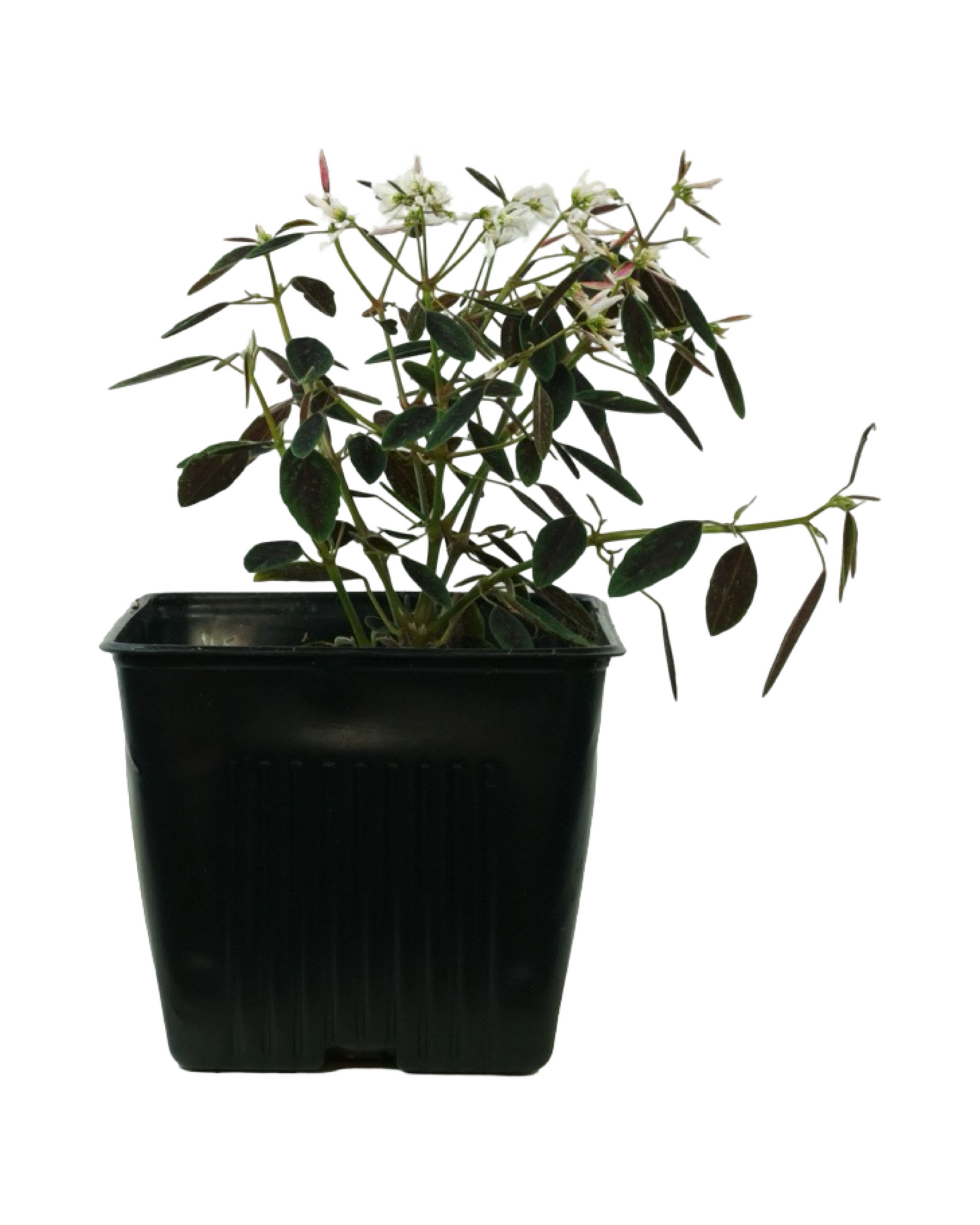 Euphorbia Breathless® ‘Blush’