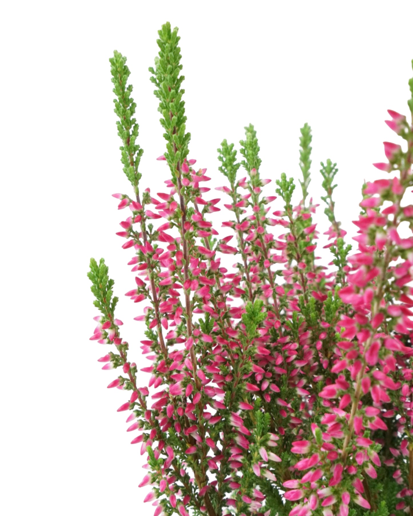 Calluna vulgaris 'Scarlet'