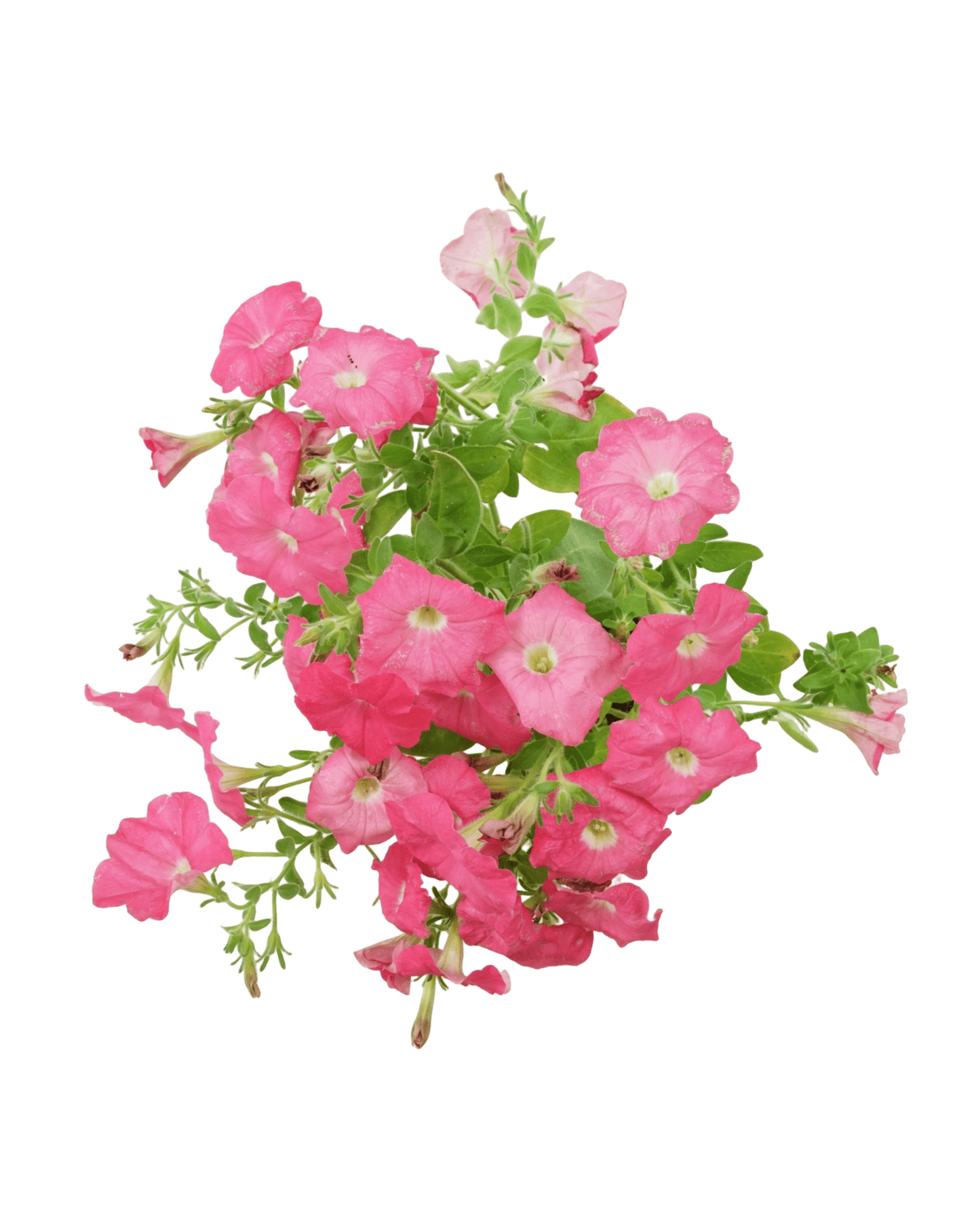 Petunia 'Supertunia Bermuda Beach' - The Garden Corner