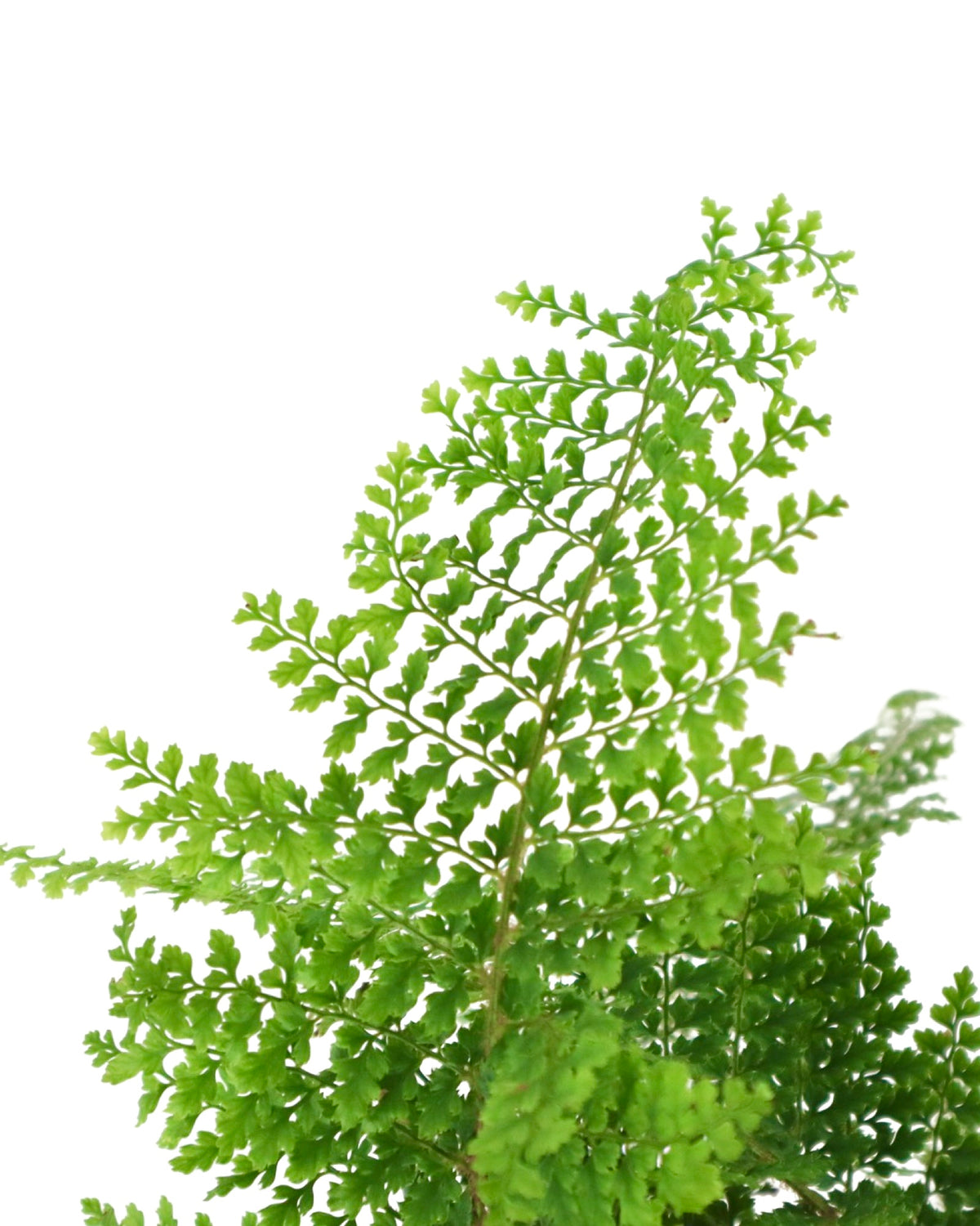 Polystichum setiferum 'Plumosum Densum' - Perennials