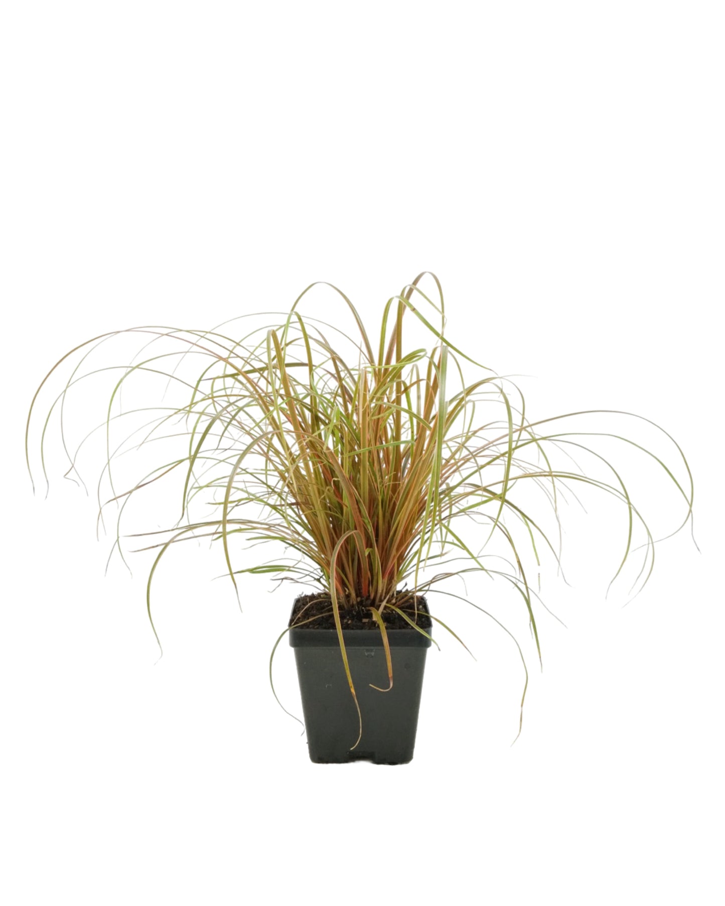 Uncinia rubra 'Belinda's Find'