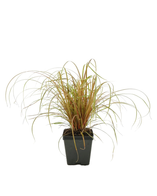 Uncinia rubra 'Belinda's Find'