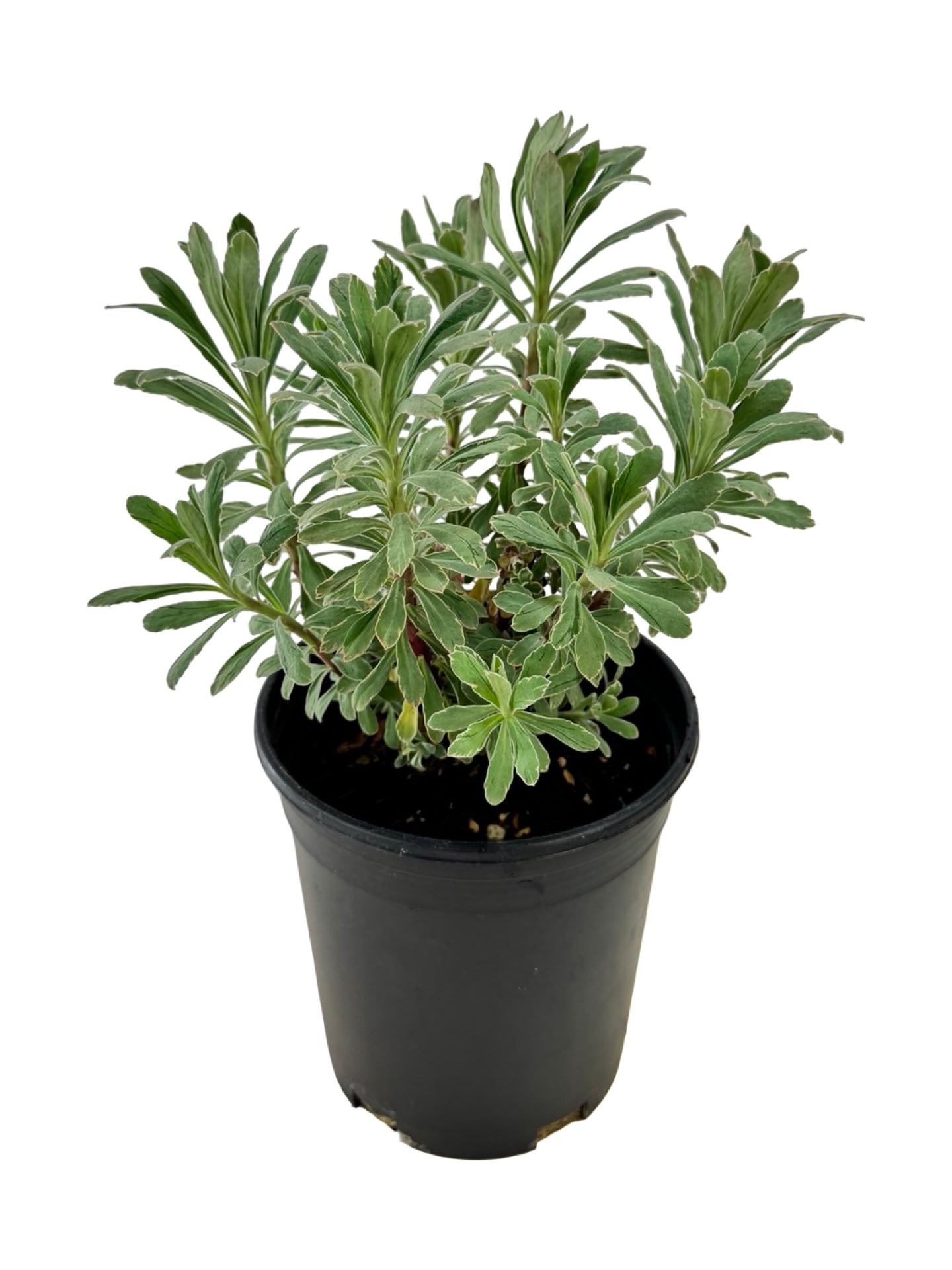 Euphorbia 'Silver Swan' - Perennials
