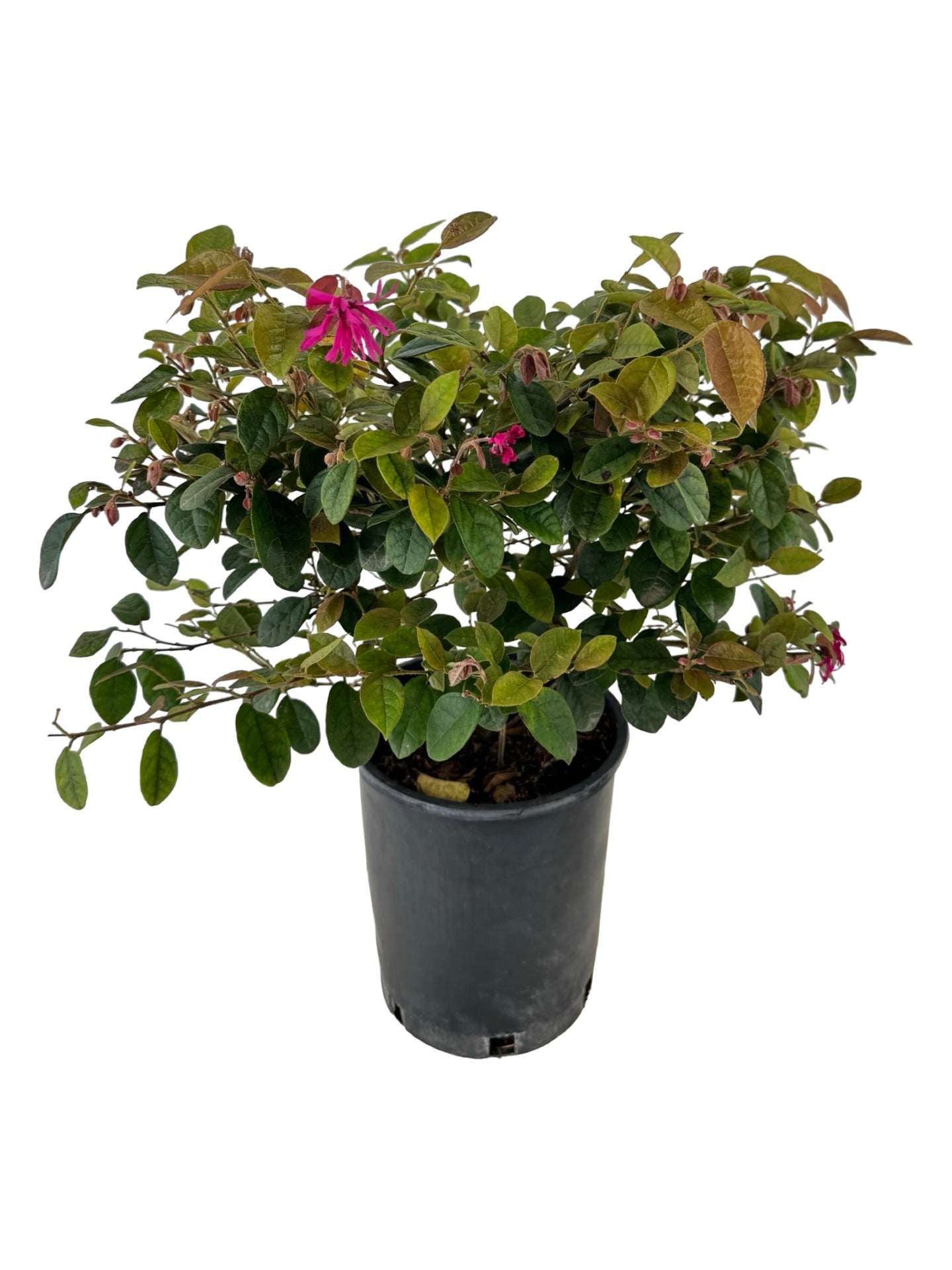Loropetalum chinense 'Monraz' - Shrubs