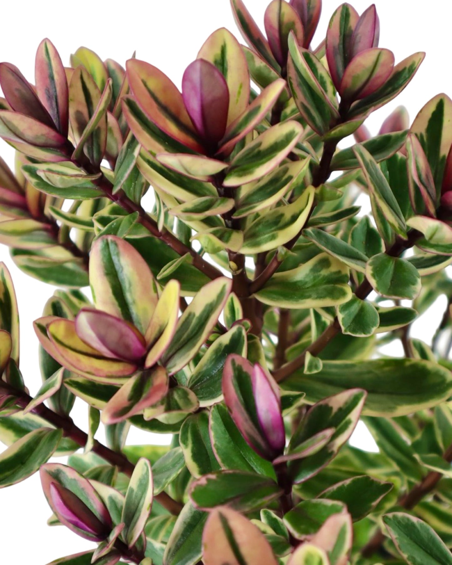 Hebe x 'Golden Katrina' - Shrubs
