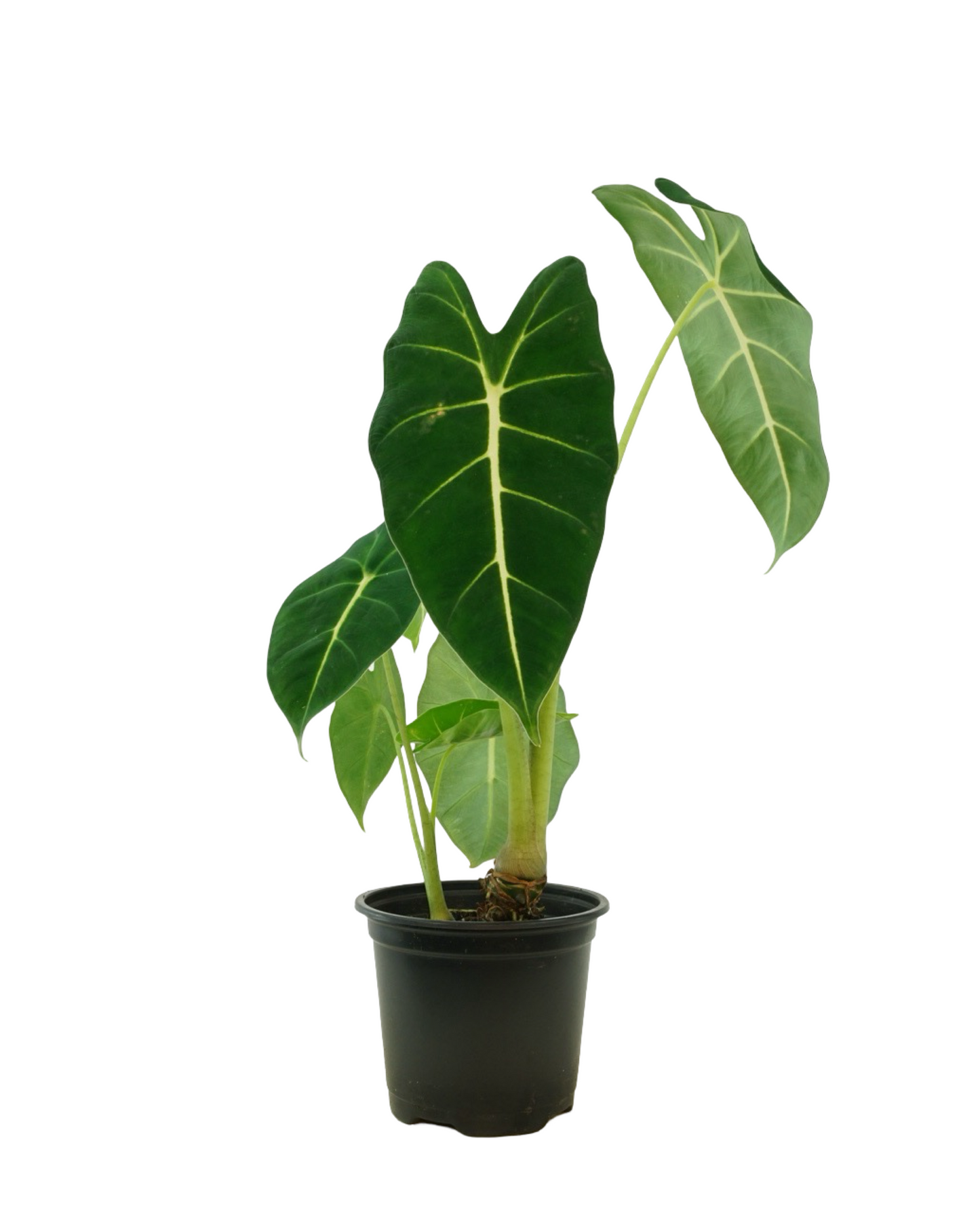 Alocasia 'Frydek'
