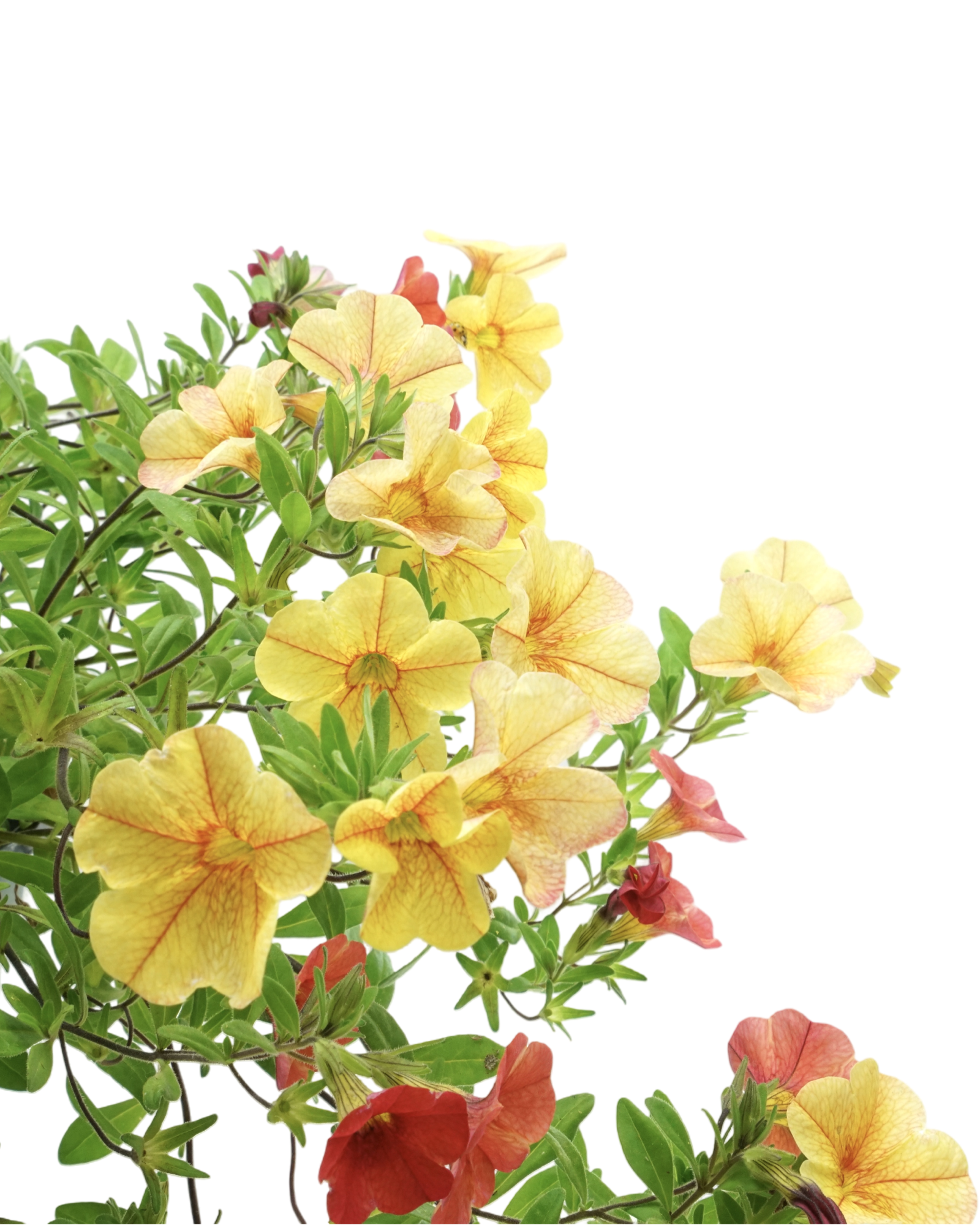 Calibrachoa 'Confetti Hawaiian Kona Kalani' - Annuals