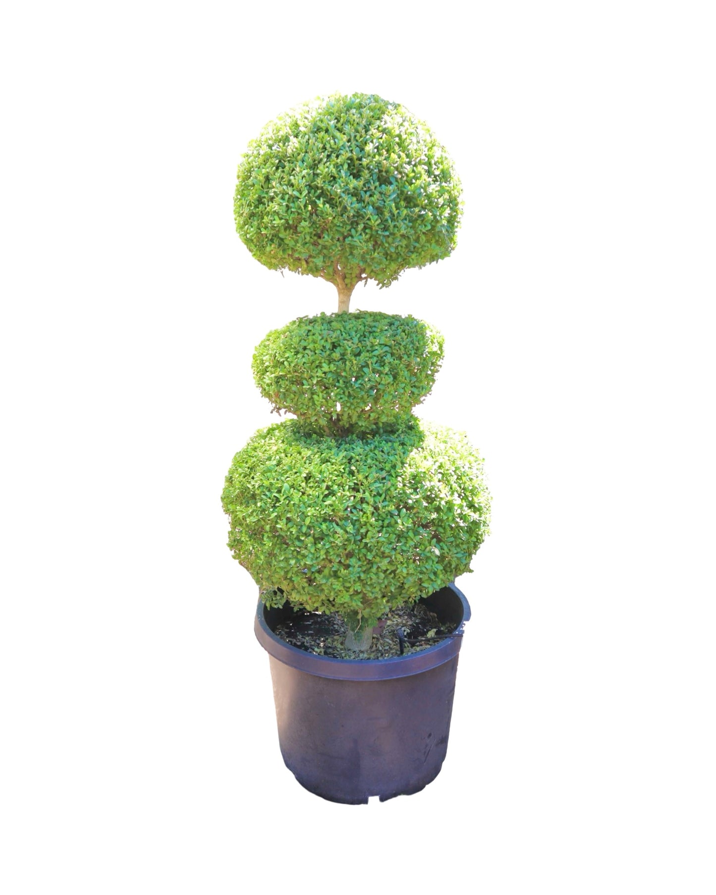 Buxus sempervirens 3 Ball Topiary 36-48 Inch - Shrubs